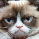 Illustration for article titled The First-Ever Cat Convention Pretty Much Broke the Internets